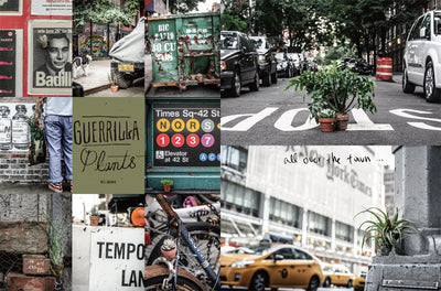 【セール】Deco Room with Plants in NEW YORK 植物といきる。心地のいいインテリアと空間のスタイリング